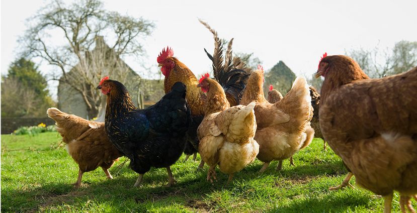 "Menos costes, más huevos: el efecto larva que ya funciona en Europa"