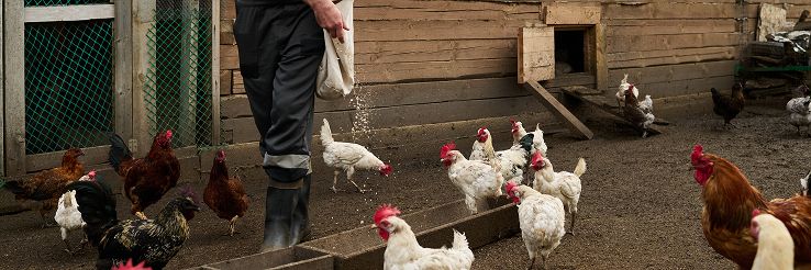 feeding-hens-by-wooden-coop-in-the-yard