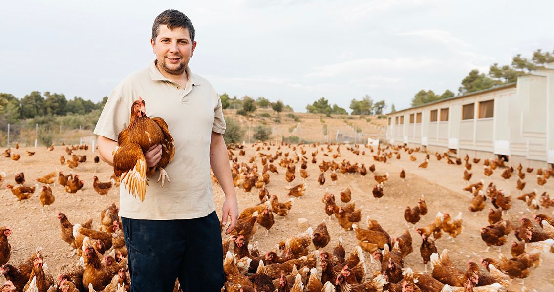 Beneficios de la Mosca Soldado Negra (Black Soldier Fly) para Gallinas y Pájaros
