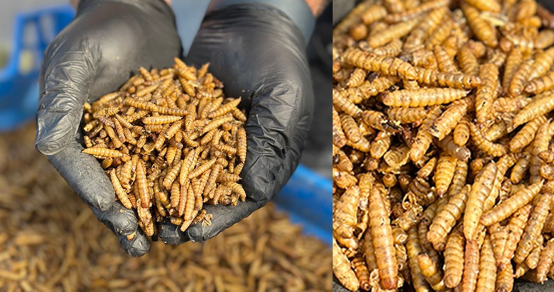 Cómo las larvas deshidratadas de BSF están mejorando la nutrición animal