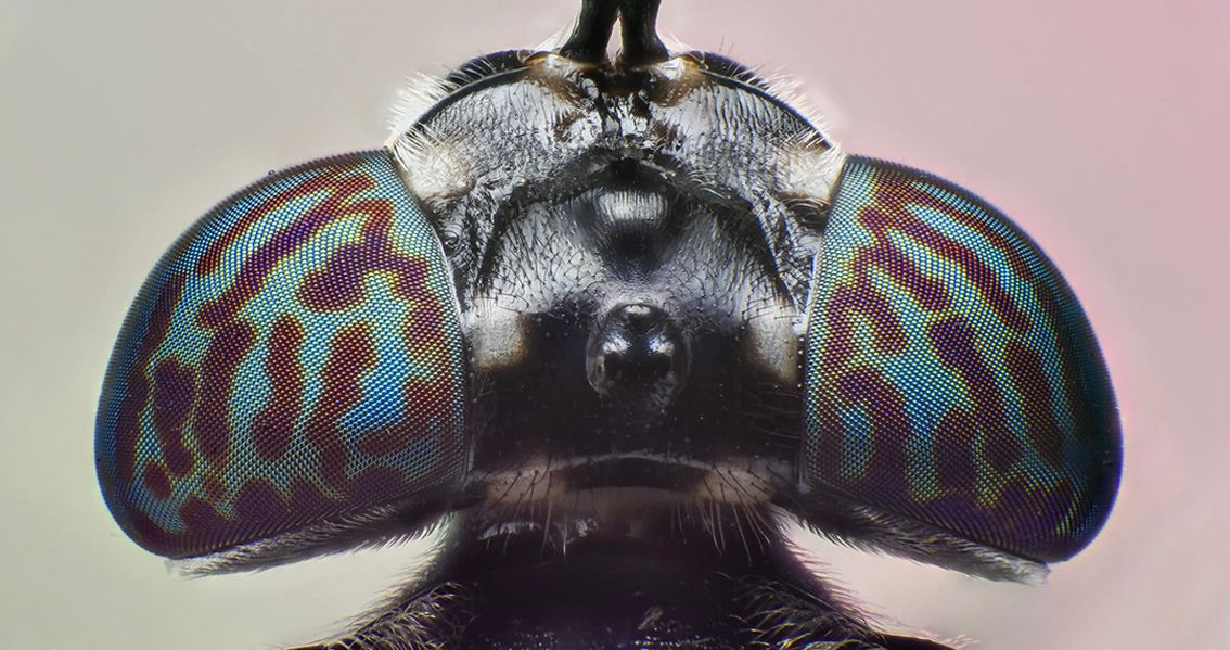 La Mosca Soldado Negra (BSF) y su Papel en la Agricultura Moderna