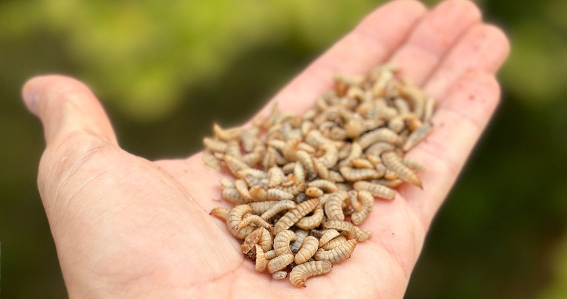 Montar una granja de insectos: La clave para una agricultura sostenible