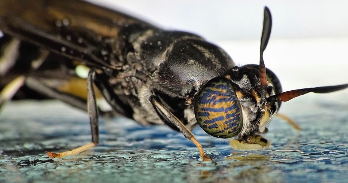 El Papel Transformador de la Mosca Soldado Negra en la Gestión de Residuos Orgánicos