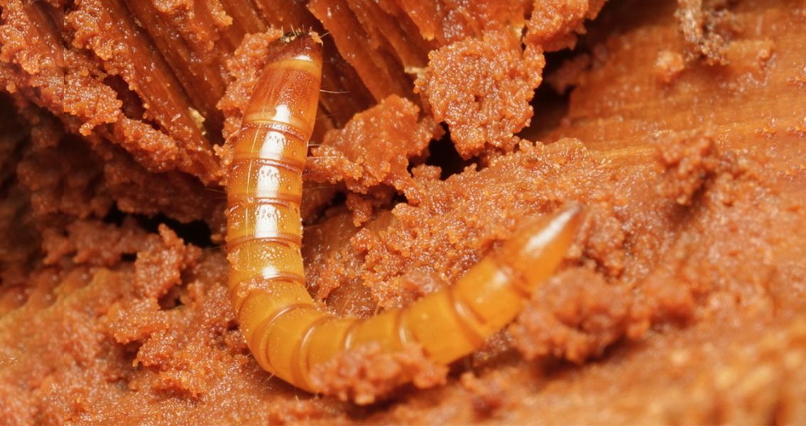 Por Qué el Tenebrio es la Mejor Opción para Alimentar Reptiles Exóticos