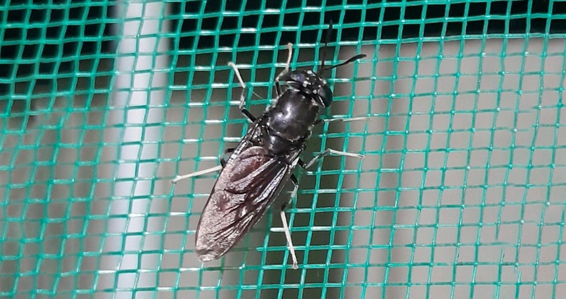 The Benefits of BSF Farming for Sustainable Agriculture