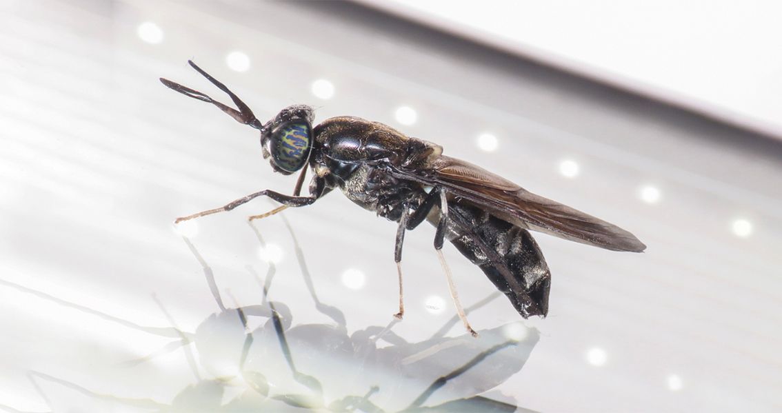 The Role of Black Soldier Flies in Circular Economy and Sustainability