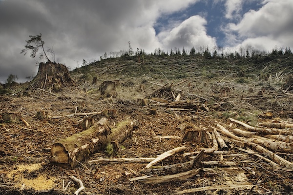 Deforestation caused by intensive soy cultivation