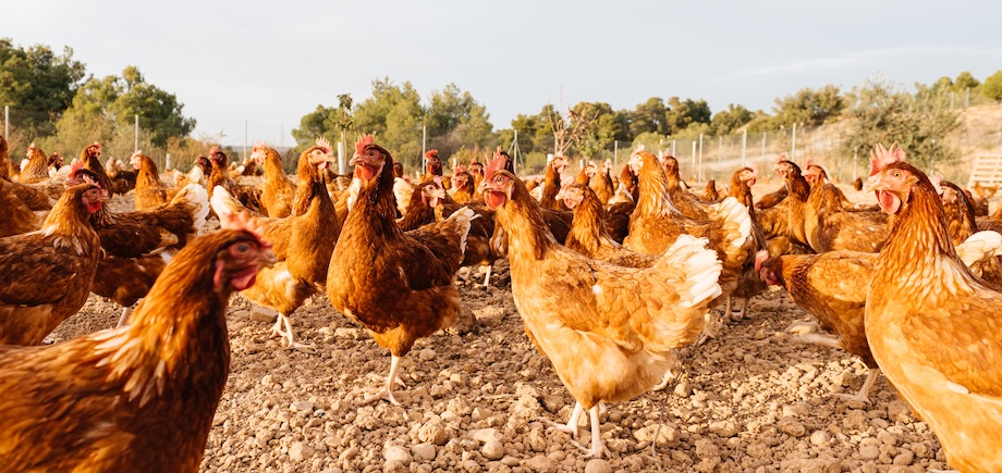 Hens on a poultry farm fed with insect meal