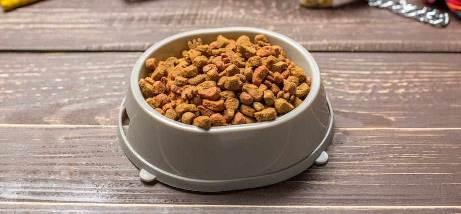 Dog and cat with premium feed formulated with insect protein