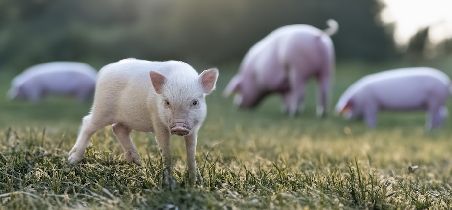 Piglets on a swine farm fed with insect meal
